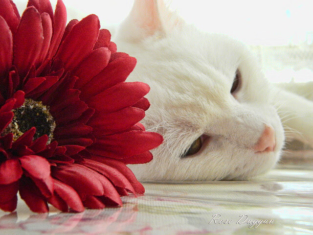 德里赫特爆发梅开二度,比利亚雷亚尔友谊赛完胜巴拉圭国家队