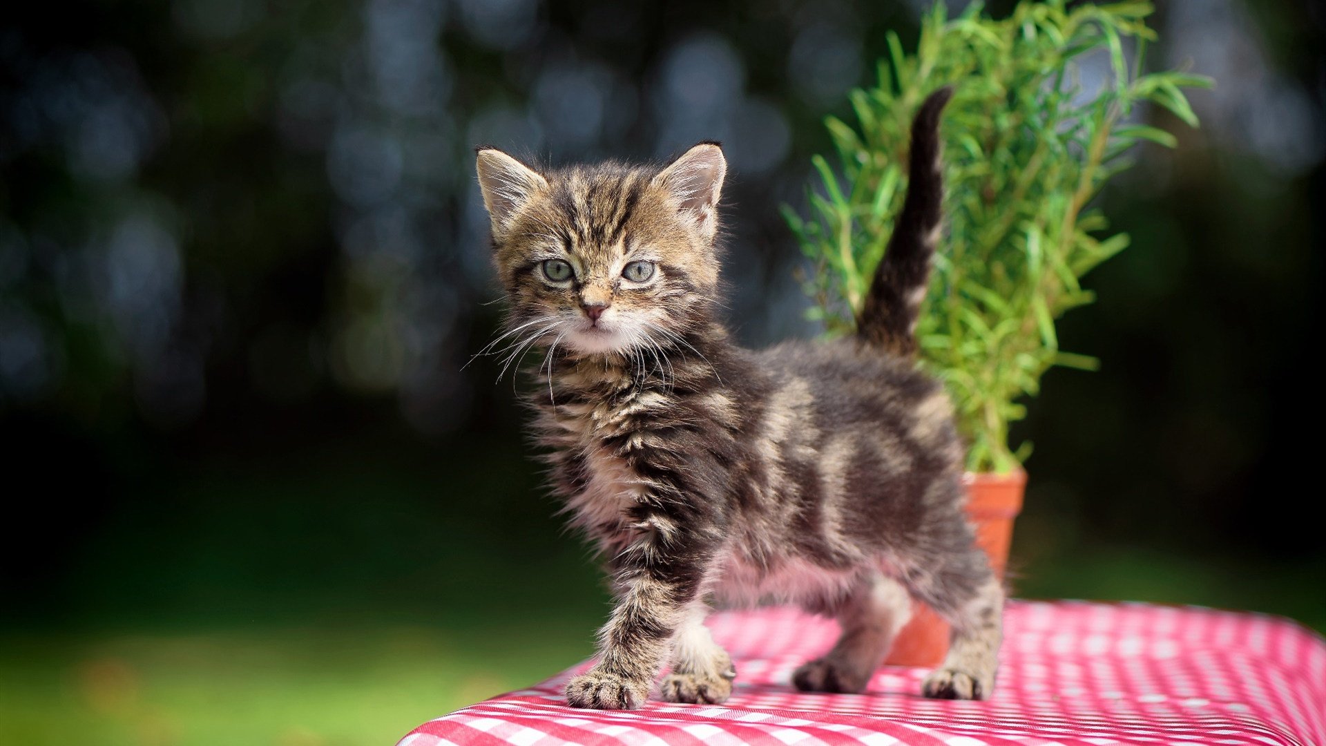 萨内关键先生闪耀，国际米兰惊天翻盘摩洛哥