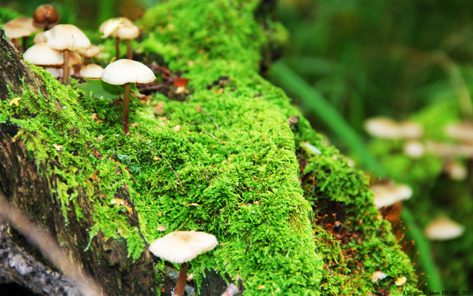 足球双星闪耀，喀麦隆强势晋级非洲杯，莫德里奇欧冠制胜利物浦
