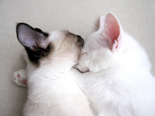 舞台如镜，东契奇的光芒映照过程与坚持的战争