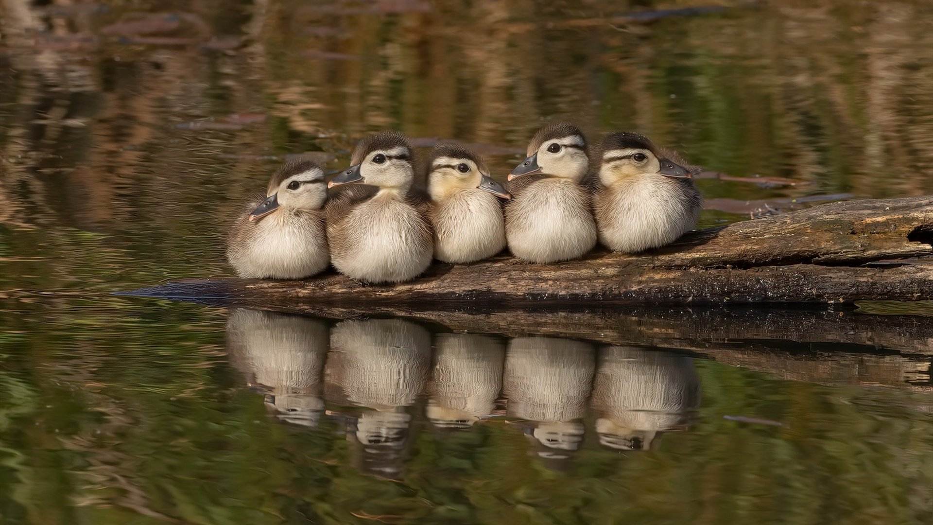 F1新赛季揭幕战之夜，绿茵魔术师如何驱动赛道的胜负齿轮？