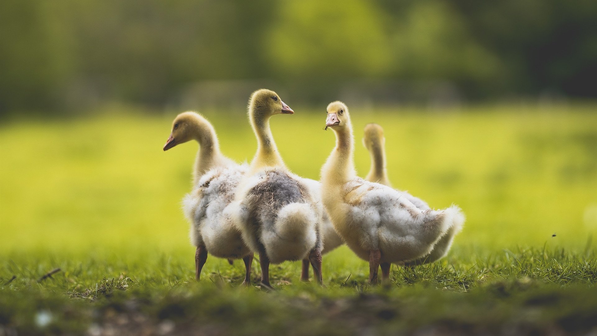 欧冠决赛之夜,布克,那个在攻防裂隙中舞蹈的转换核心