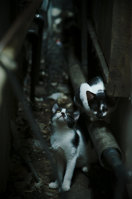 开云体育登录-杰伦格林爆发狂砍40分，开拓者淘汰赛力克深圳队晋级