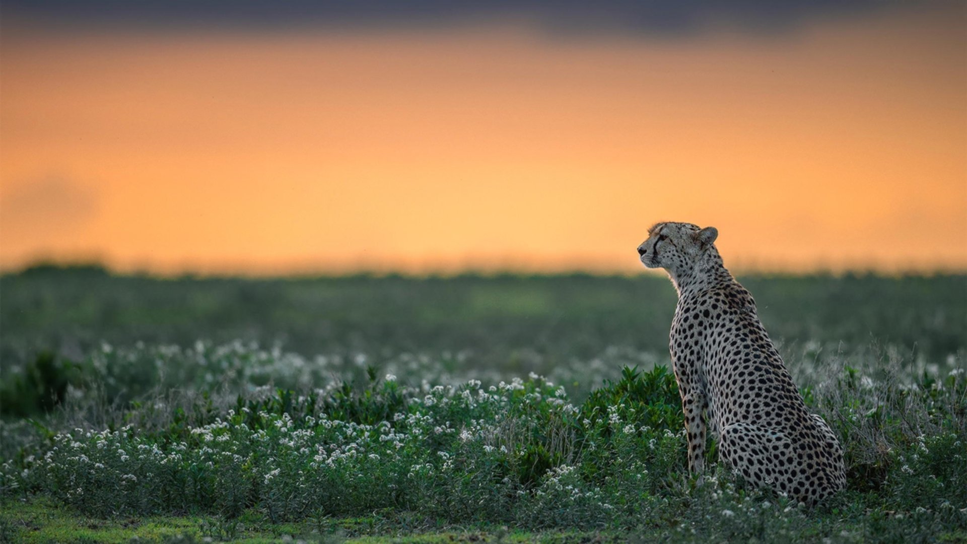 开云体育app-魔术失效！马克西冷血制胜，奇才用慢火熬干魔术