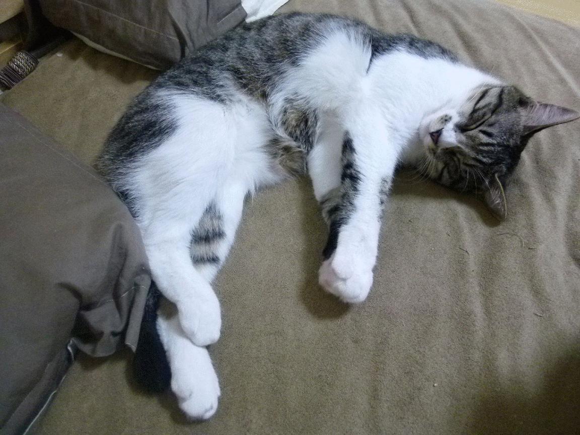 以一敌百,詹姆斯在绝境中诠释何为个人能力完全展现