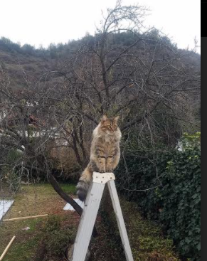 开云体育在线-双城记，塔图姆的烈焰与快船的冰封战术