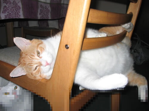 龙吟绝响,当骨子里的凶猛撕裂了天空的优雅