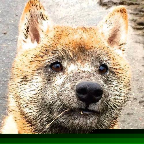 新星帕尔默闪耀全场，阿森纳客场3-1力克里昂