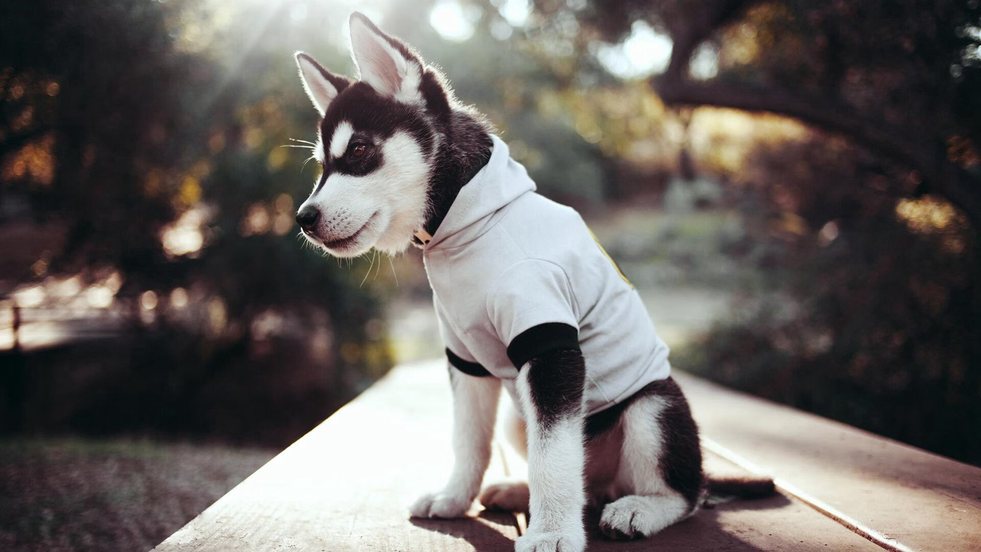 欧冠赛场上的NBA式英雄,迪巴拉表现堪称教科书