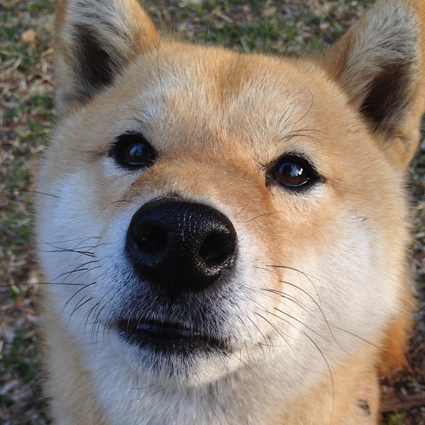 决胜时刻，从F1赛道到NBA赛场—竞争、策略与意志的巅峰对话