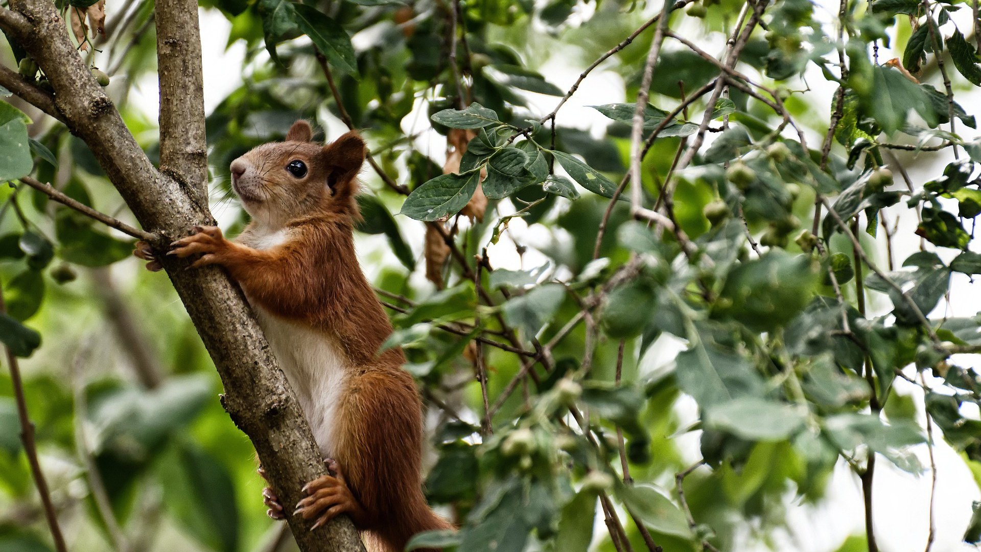 莱奥·梅西，当硬仗之王遭遇沙漠雄狮