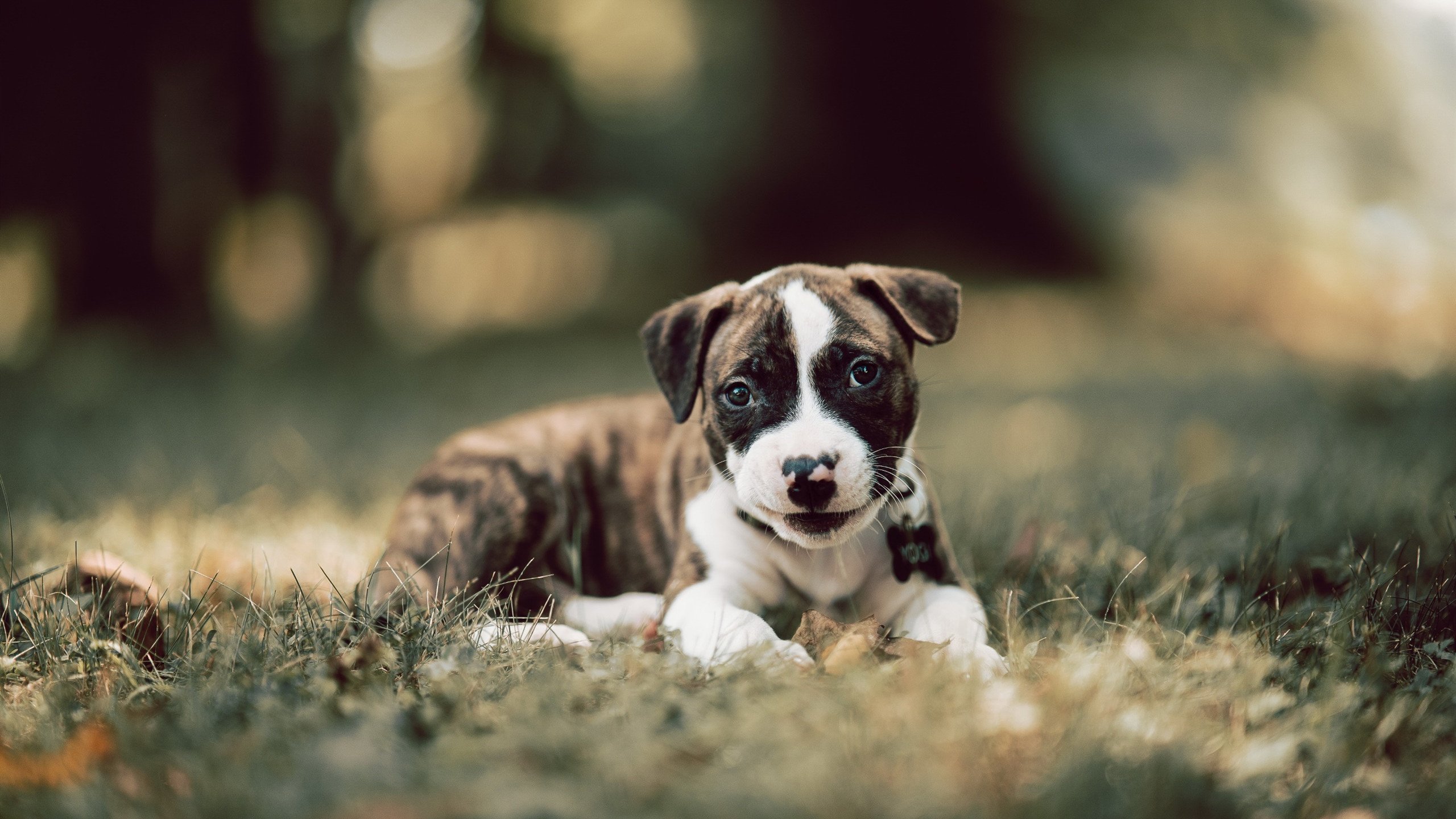 跨洋对决的奇迹之夜,东契奇助上海队力克奇才