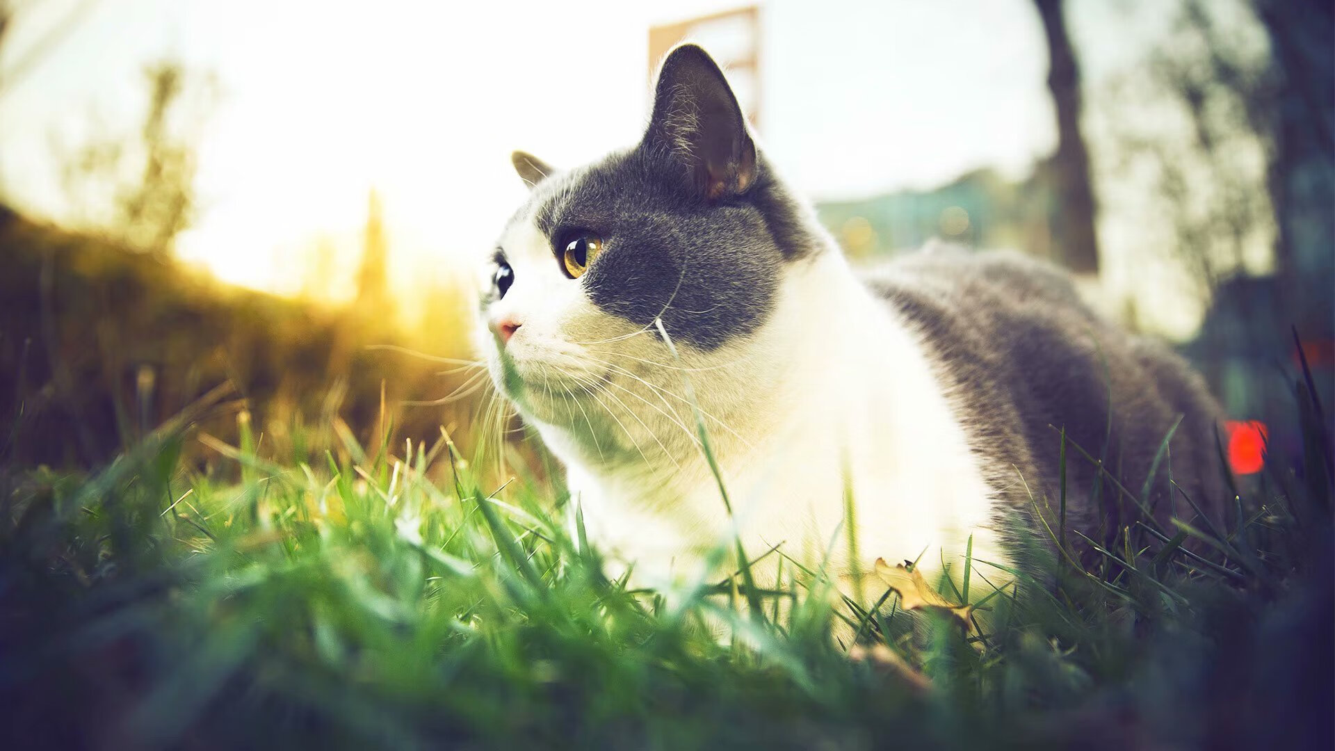 开云体育APP下载-开拓者主场制霸火箭，保罗关键先生闪耀全场