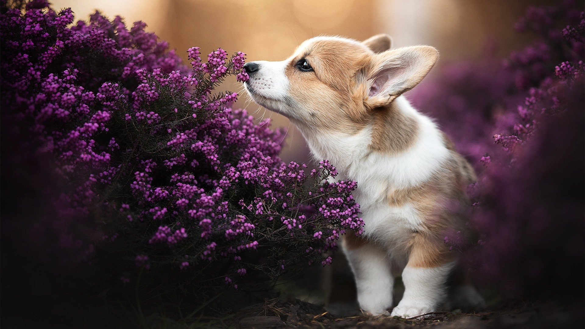 跨界风暴,加克波NBA总决赛传奇接管,美国队轻取雷恩铸就辉煌