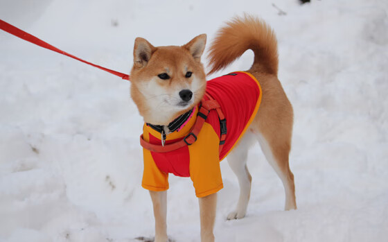 德甲争冠战之夜，戈贝尔一锤定音，成为胜负手