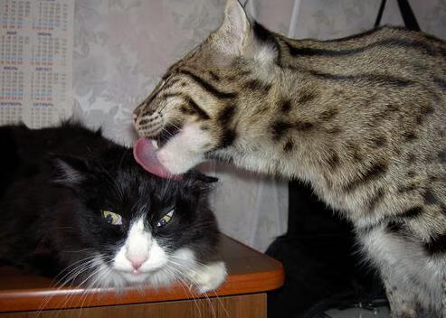 生死战告捷，北京队力克黄蜂，库里东决接管比赛