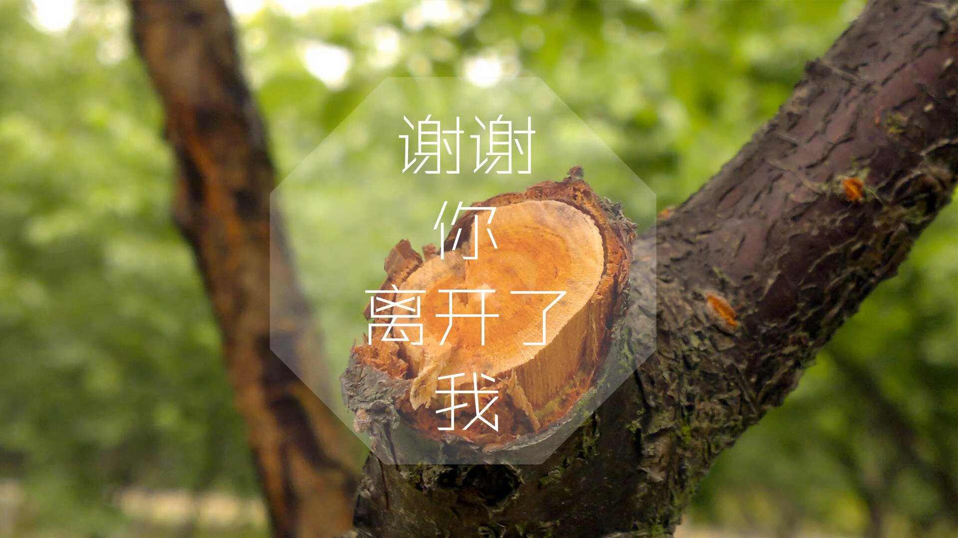 布达佩斯风暴，匈牙利碾压伊朗，塔雷米上演致命一击锁定C组头名